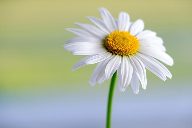 gänseblümchen